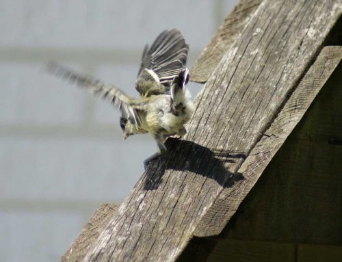 Oh wat zijn we stoer…